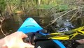 Aligator atakuje kajakarza na mokradłach